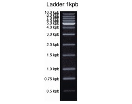Marcadores De Peso Molecular (Ladder) 1 Kb 500 Ul - 100 Reações - Biotec